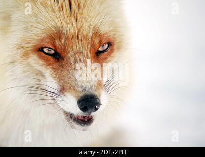 Renard sauvage dans l'habitat naturel d'hiver Banque D'Images