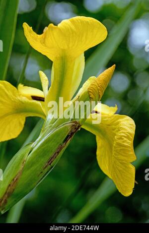 Drapeau jaune ou Iris jaune (Iris pseudocorus). Ingham. Norfolk. Banque D'Images