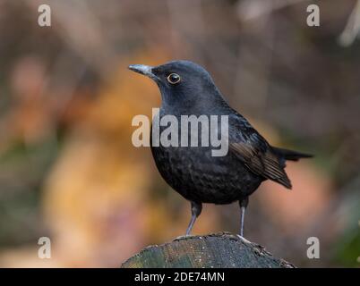 Le Blackbird mâle (Turdus merula) est un sous-adulte au sol. Banque D'Images