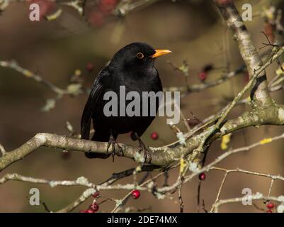 Oiseau noir mâle adulte (Turdus merula) dans un arbre d'aubépine. Banque D'Images