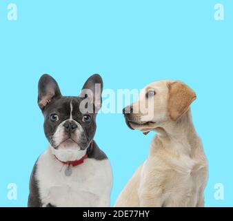 Un Bulldog français dutiful portant un collier, regardant vers l'avant et curieux Labrador Retriever le regardant sur fond bleu Banque D'Images