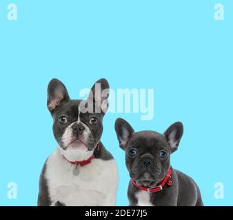 Un chien de taureau français dutiful portant un collier, regardant vers l'avant et un petit chien de taureau français portant un collier sur fond bleu Banque D'Images