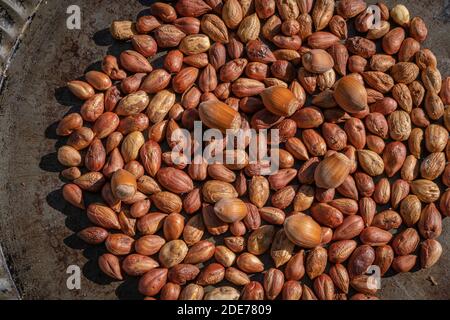 Goxwiller, France - 09 08 2020 : noisettes cueillies dans le jardin Banque D'Images