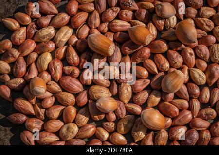 Goxwiller, France - 09 08 2020 : noisettes cueillies dans le jardin Banque D'Images