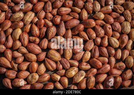 Goxwiller, France - 09 08 2020 : noisettes cueillies dans le jardin Banque D'Images