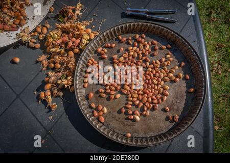 Goxwiller, France - 09 08 2020 : noisettes cueillies dans le jardin Banque D'Images