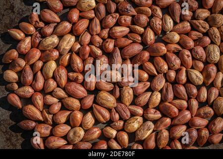 Goxwiller, France - 09 08 2020 : noisettes cueillies dans le jardin Banque D'Images