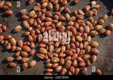 Goxwiller, France - 09 08 2020 : noisettes cueillies dans le jardin Banque D'Images