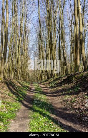 route dans la forêt en été, chemin forestier pour la marche, chemin forestier au printemps Banque D'Images