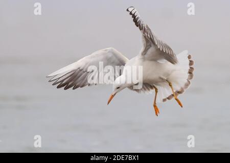 Mouette à bec grêle (Chericocephalus genei), juvénile en vol, Campanie, Italie Banque D'Images