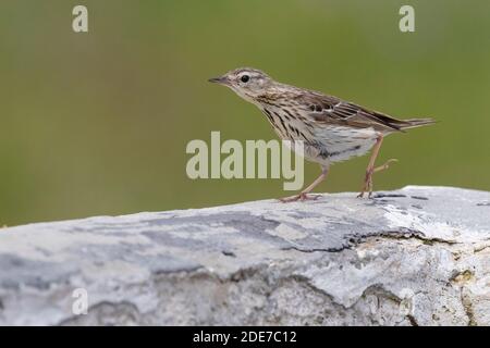 Pipit d'arbre (Anthus trivialis), vue latérale d'un adulte perché sur un mur, Abruzzes, Italie Banque D'Images