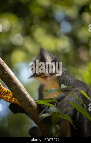 Wild Thomas's Langur, un mammifère primate, également connu sous le nom de Presbytis thomasi, regarde autour des forêts tropicales de Sumatra, en Indonésie, dans le parc national de Leuser n Banque D'Images