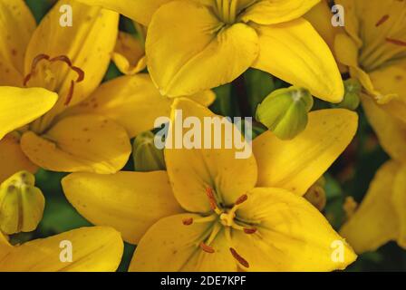 Nénuphars jaunes fond floral (nénuphars) gros plan Banque D'Images