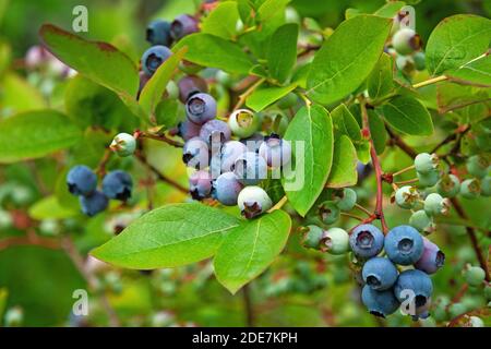 Le bleuet du Nord (Vaccinium boreale) cultivé dans les ménages biologiques Banque D'Images