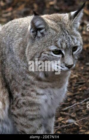 Bobcat en captivité Banque D'Images