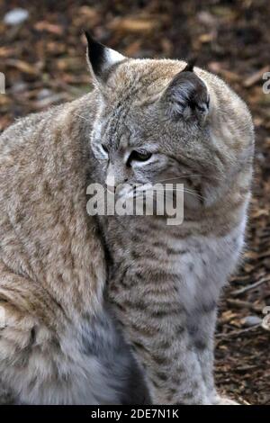 Bobcat en captivité Banque D'Images