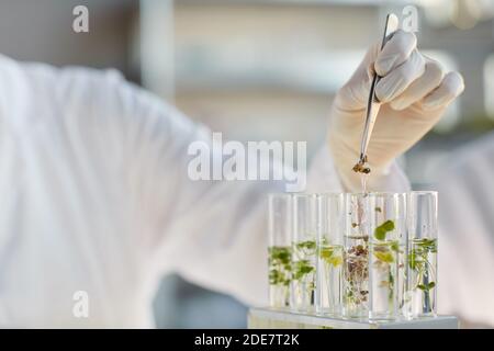 Gros plan d'une scientifique féminine méconnue travaillant avec des tubes à essai et des échantillons de plantes tout en faisant des expériences en laboratoire de biotechnologie, copier l'espace Banque D'Images