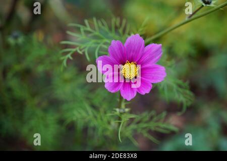 Fleur rose unique Cosmos fleurissant dans le jardin à la fin de l'automne Banque D'Images