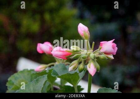 Rose Geranium maison plante (également connu sous le nom de pelargoniums) en plein air Banque D'Images