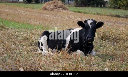 Une vache brune et blanche couchée au-dessus d'un champ d'herbe sèche dans un village Banque D'Images