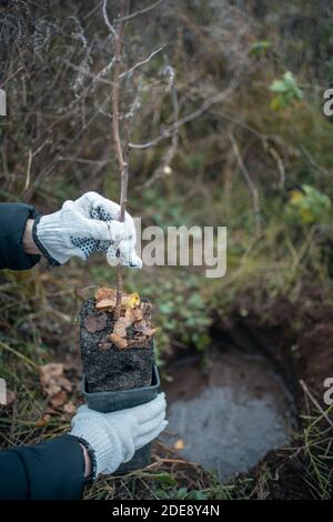 plantation de nouveaux arbres avec des outils de jardinage dans un parc vert Banque D'Images