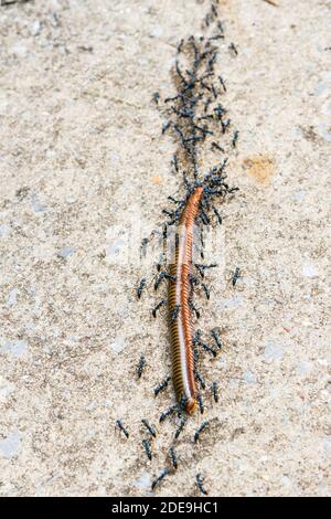 groupe de fourmis introduisant de la nourriture dans leur trou Banque D'Images