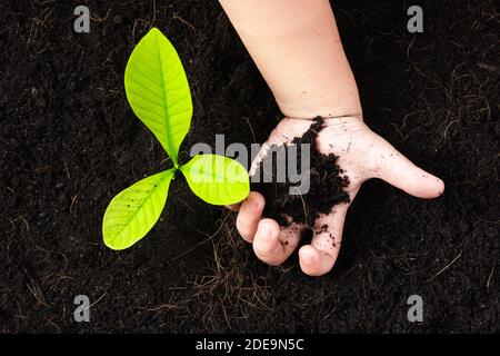 Vue de dessus d'un petit plantule vert jeune arbre en sol noir sur les mains de l'enfant qu'il plante, concept de pollution mondiale, Save Earth Day et Hand env Banque D'Images