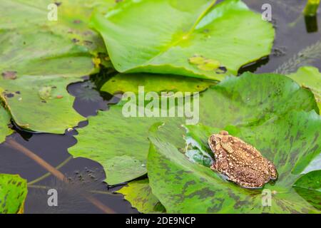 Crapaud (Bufo melanostictus) sur la feuille de lotus Banque D'Images