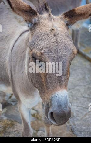 L'âne endémique de l'île Asinara, la Sardaigne Photo Stock - Alamy