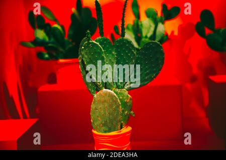 Cactus verts dans la chambre rouge Banque D'Images