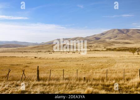 Steppe patagonienne à Neuquen, en Argentine, près des Andes. Banque D'Images