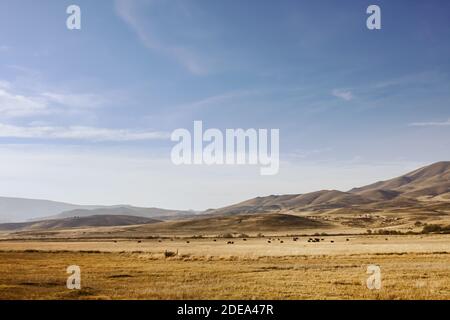 Steppe patagonienne à Neuquen, en Argentine, près des Andes. Banque D'Images