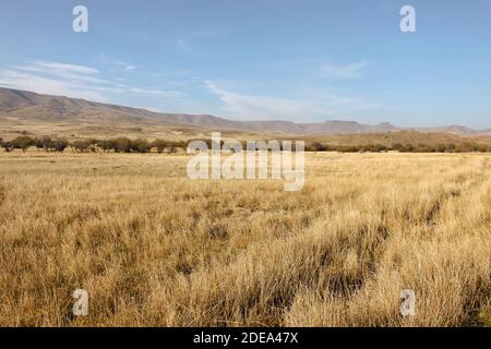 Steppe patagonienne à Neuquen, en Argentine, près des Andes. Banque D'Images