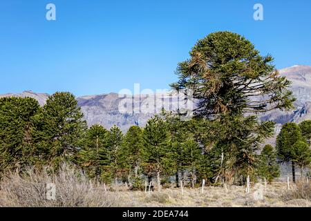 Forêt d'Araucaria dans le centre et le nord de la province de Neuquen en Argentine. Banque D'Images