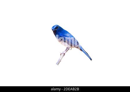 Magnifique Flycatcher bleu de Hainan mâle (Cyornis Conbéton) sur branche isolée sur fond blanc.sauvegardé avec le chemin d'écrêtage. Banque D'Images