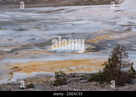 De petits geysers éclatent dans le bassin de la porcelaine, dans le bassin de Norris Geyser, dans le parc national de Yellowstone, Wyoming, États-Unis. Banque D'Images