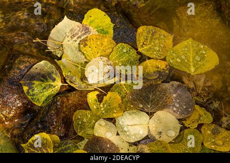 Feuilles de peuplier faux-tremble tombées dans un ruisseau de la forêt nationale de Manti-la Sal dans les montagnes Abajo en Utah. Banque D'Images