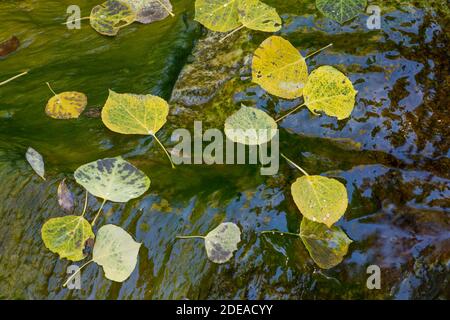 Des feuilles de peuplier faux-tremble tombées sur un rocher humide dans un ruisseau de la forêt nationale de Manti-la Sal, dans les montagnes Abajo, dans l'Utah. Banque D'Images