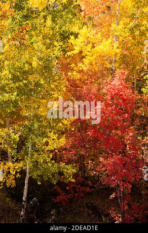Trembles et érables aux couleurs de l'automne dans la forêt nationale de Manti-la Sal, dans les monts Abajo, dans le sud de l'Utah. Banque D'Images