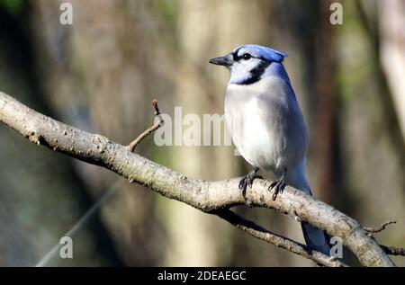 Un geai bleu perching sur la branche de l'arbre Banque D'Images