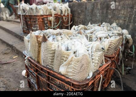 Calmars frais exposés au marché des fruits de mer de fort Kochi, Inde Banque D'Images