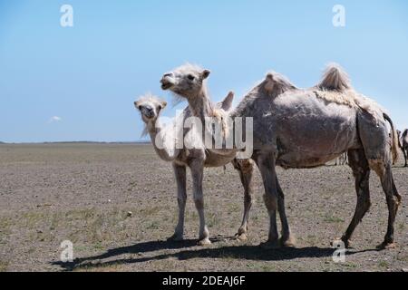 Un chameau dans le désert de pierre de la Mongolie occidentale Banque D'Images