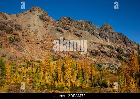 WA18578-00...WASHINGTON - couleur d'automne dans un bosquet de mélèze subalpin situé le long de l'Ingalls Way Trail avec Ingalls Peak Beyond. Banque D'Images