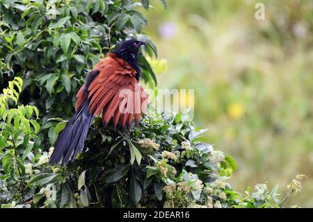 Un oiseau plus grand Coucal sur l'île Lamma à Hong Kong. Banque D'Images