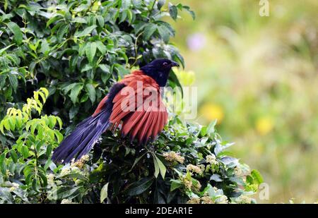Un oiseau plus grand Coucal sur l'île Lamma à Hong Kong. Banque D'Images
