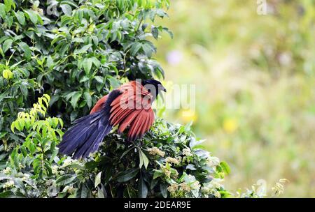 Un oiseau plus grand Coucal sur l'île Lamma à Hong Kong. Banque D'Images