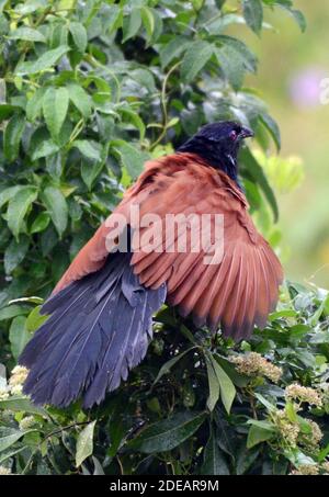 Un oiseau plus grand Coucal sur l'île Lamma à Hong Kong. Banque D'Images