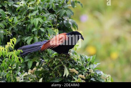 Un oiseau plus grand Coucal sur l'île Lamma à Hong Kong. Banque D'Images