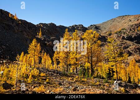 WA18604-00...WASHINGTON - arbres sous-alpins de Larch aux couleurs automnales, vus le long du sentier Ingalls Way dans la région sauvage des lacs alpins. Banque D'Images