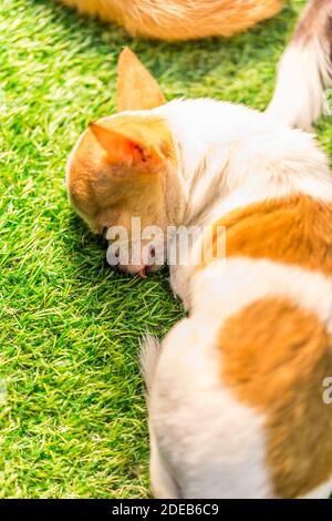Bébé endormi chihuahua prendre une sieste, nature Banque D'Images